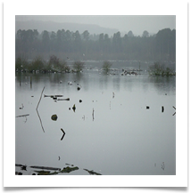 Just for the Birds - Rob Sparkes